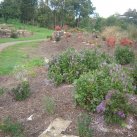 LSP- the beginning, 2008-11 Cambridge Tree Trust